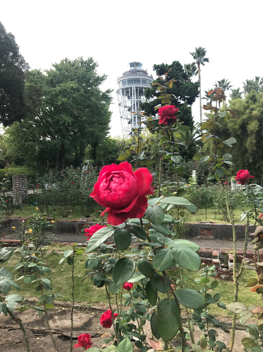 江の島サムエル・コッキング苑の薔薇の紅茶(ローズティー)