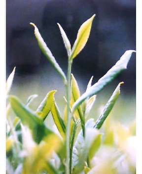 帰国から1週間・頭から離れない緑の茶園