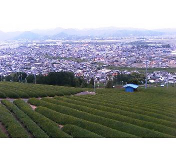 静岡の茶園・スリランカの茶園