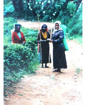 10月13日~20日・スリランカ紅茶ツアー