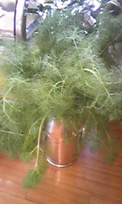 牛乳缶いっぱいに5月の香り・フェンネル