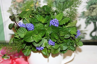 桜より一歩早く・・・今年のハーブ