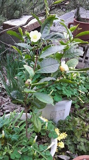花が咲きました!