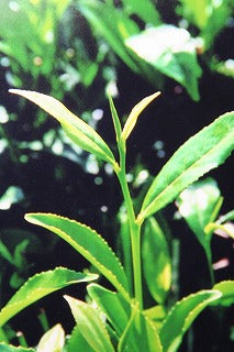 日本の新茶の季節