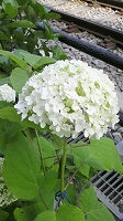 おいしい紅茶とあじさいと…癒しのひとときを~