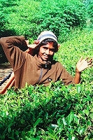 夏の新茶 まもなく発売です!