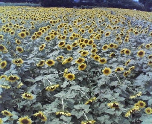 夏満開、ひまわりの花