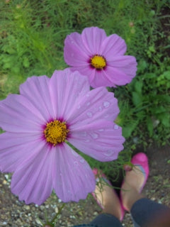 秋桜(コスモス)きれいです!!