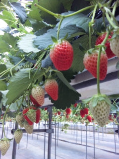 いちごの季節がやってきました!!