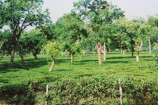 インド紅茶の旅 No.4