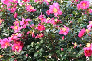 NHKBSプレミアム 「アインシュタインの眼」・・・紅茶の番組
