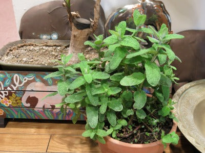新緑のゴールデンウイーク・・・・新茶!