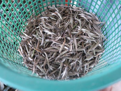スリランカ茶園視察・・・2