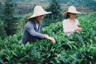 中国紅茶紀行・・福建省~福安~武夷山