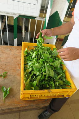 MOS茶園学校支援  No.3