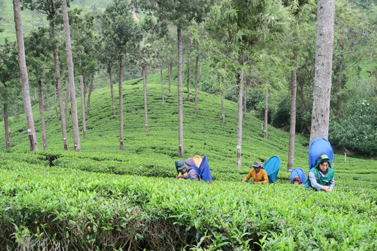 スリランカ研修 No.4