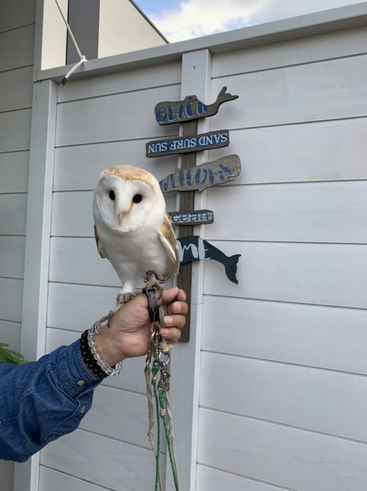 フクロウの小梅ちゃん