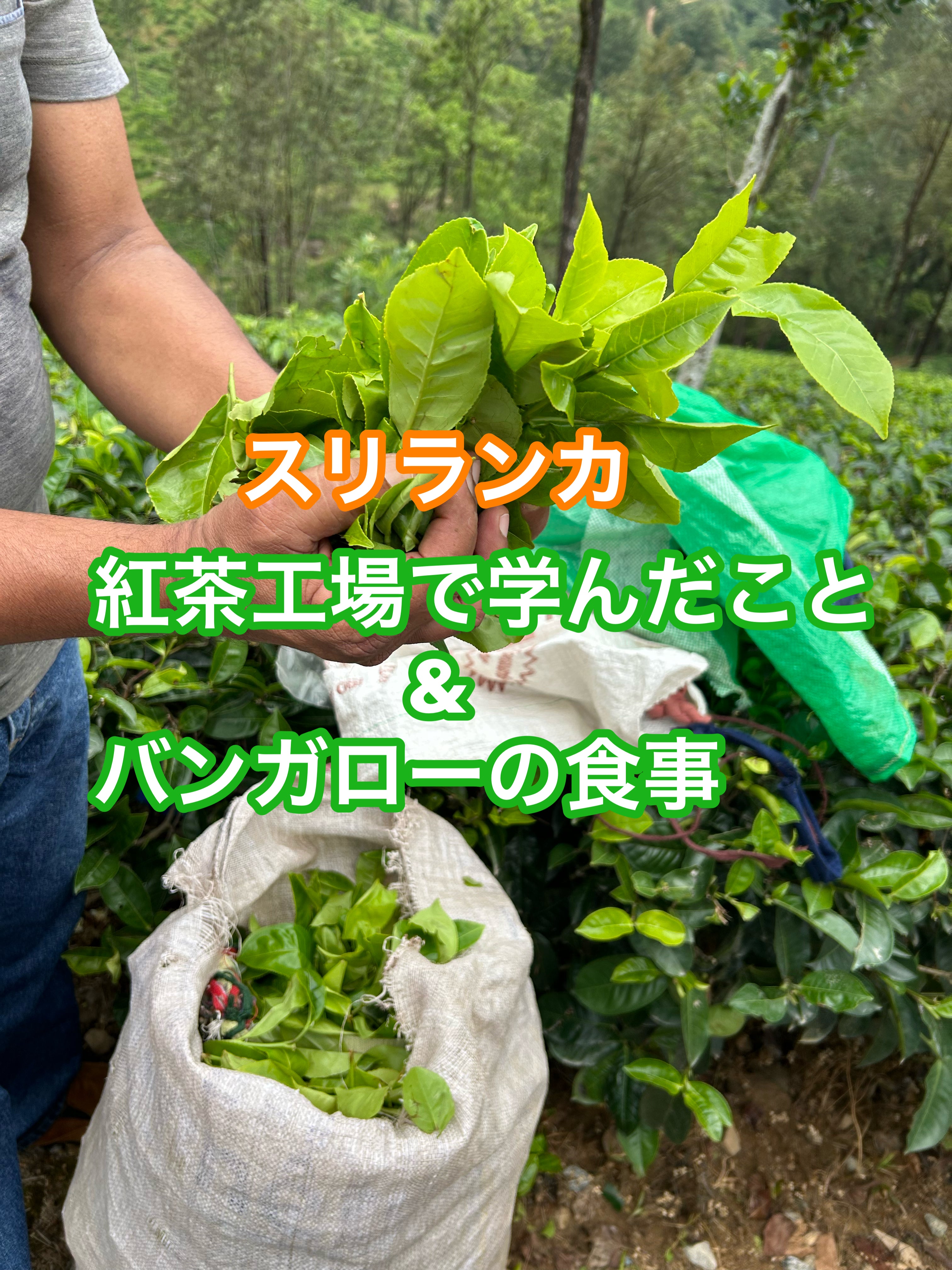 スリランカ】キャンディ紅茶工場で学んだ事とバンガローで食事