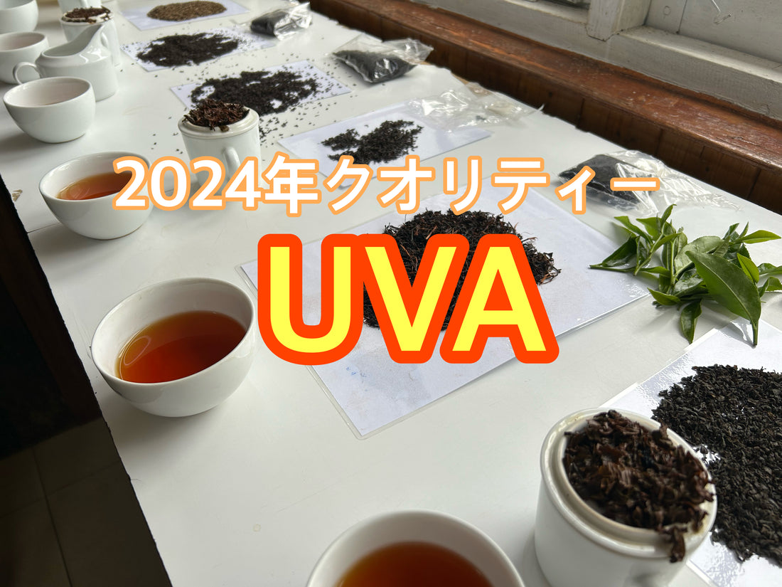 2024年ウバUVAクオリティーのサンプル最高!