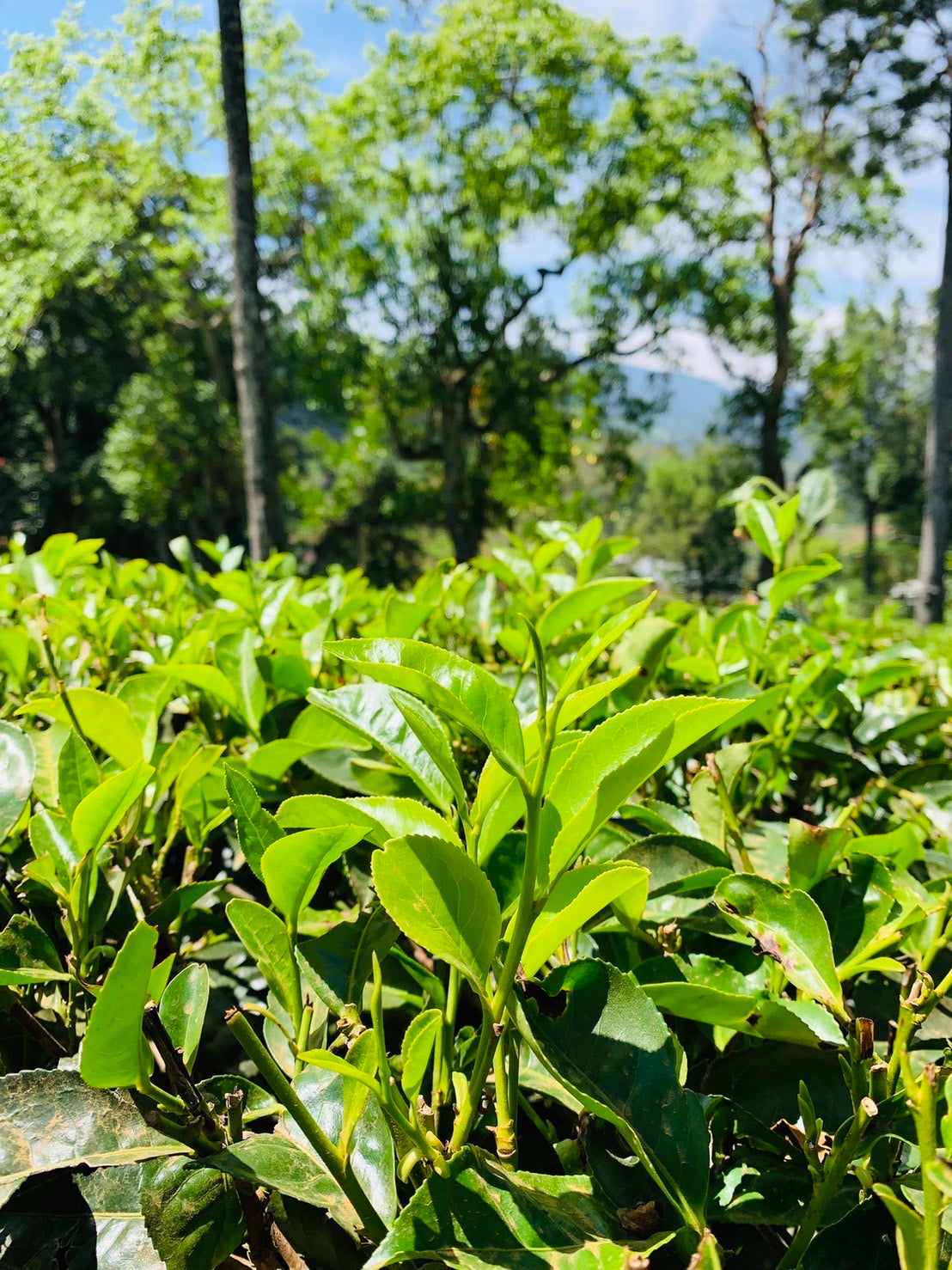 紅茶
