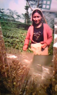ダージリン・ジュンパナ茶園のDJ1、２００８年