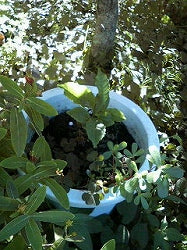 お茶の木　大きくなりました