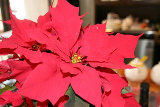 いよいよクリスマス・今年のディンブラのブレンド大好評