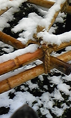札幌は雪が降りました！・・温かいミルクティーの話