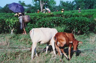 インド紅茶の旅・・・・No.7