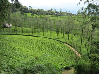 スリランカ紅茶ツアー・・・Ｎｏ．３