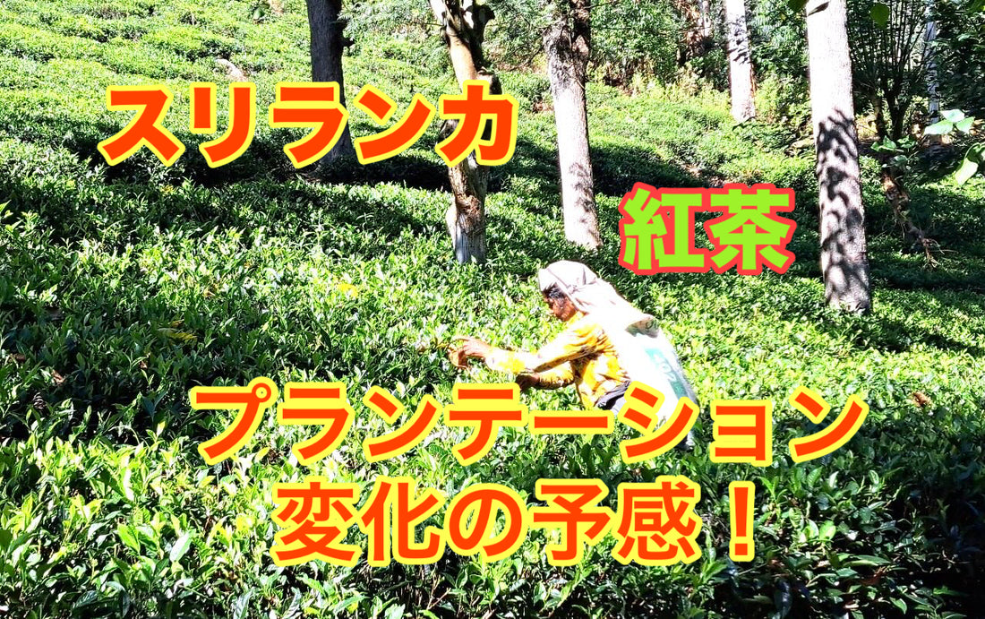 【スリランカ】紅茶プランテーション変化の予感&ウババンガローの楽しい生活