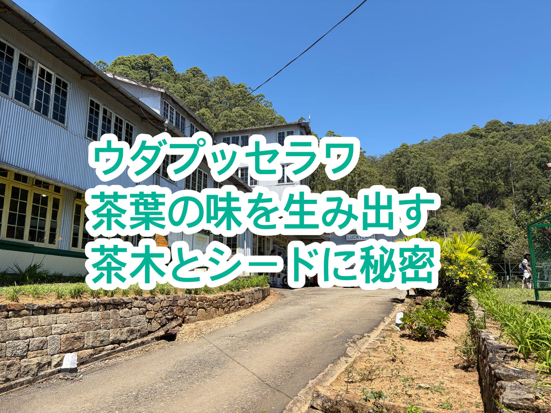 ウダプッセラワへ。茶葉の味を生み出す「挿し木」と「シード」の秘密